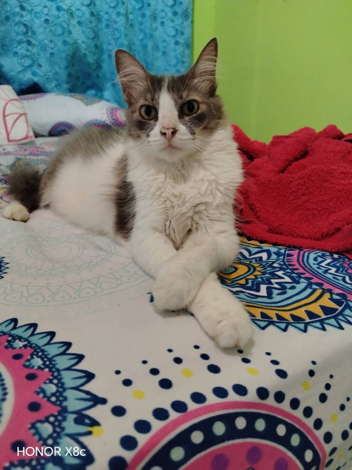 Oscar