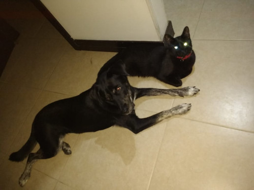 Zeus
