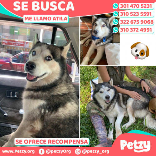 Foto de mascota Atila