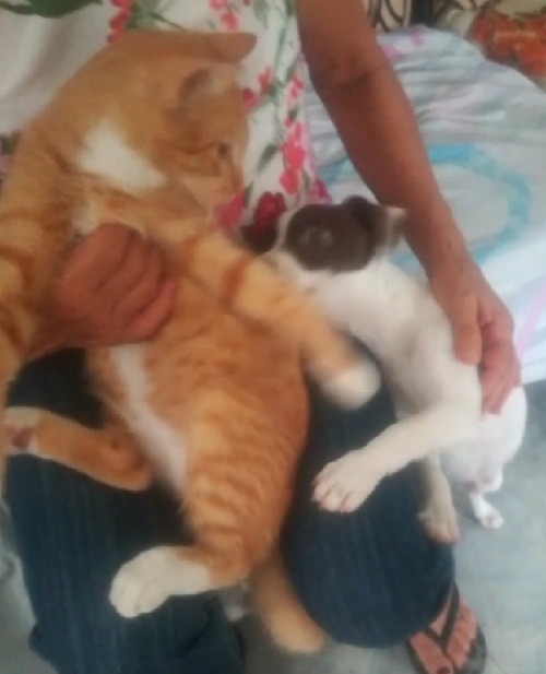 Tigre O Mono