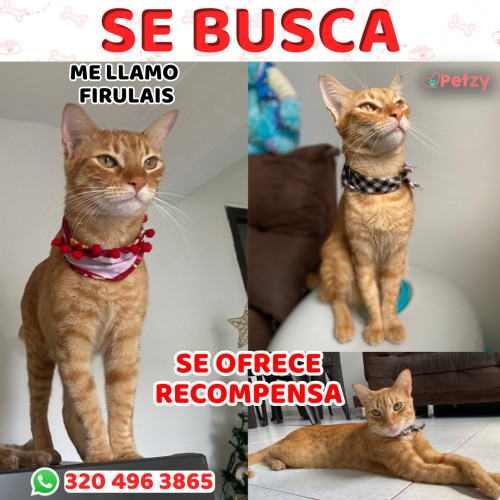 Foto de mascota Firulais