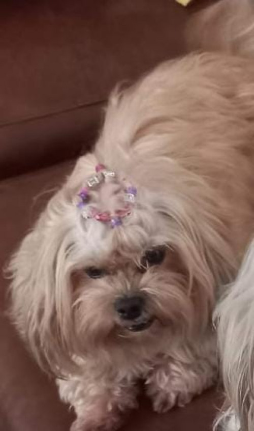 Perla