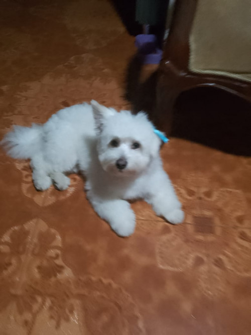 Mingie