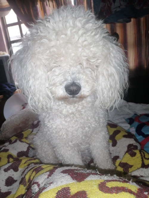 Susi