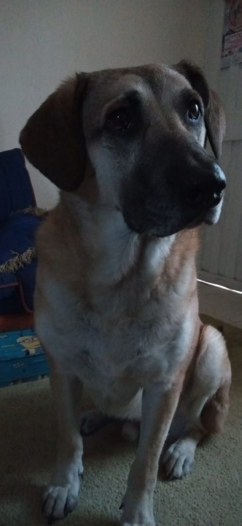 Rocky