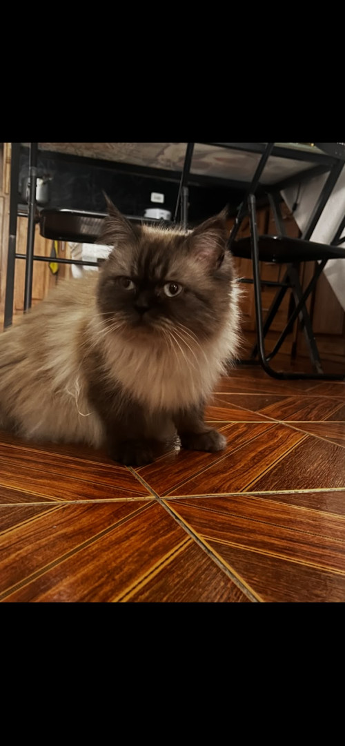 Nina