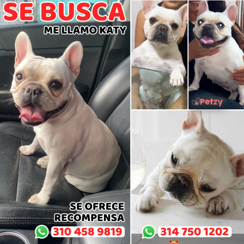 Foto de mascota Katy