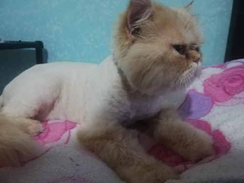 Garfield