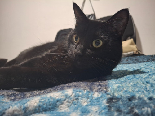 Luci