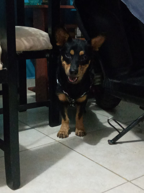 Negrito