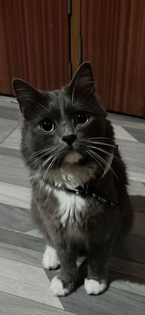 Merlín