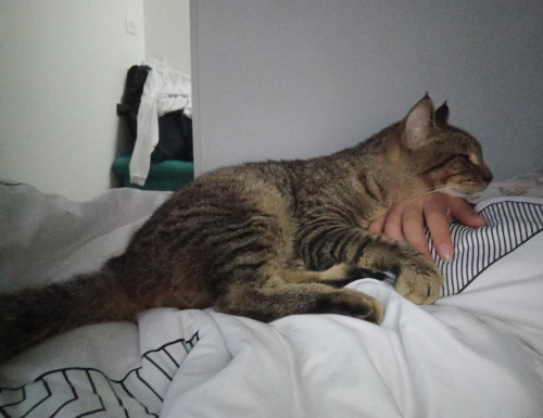 Simon