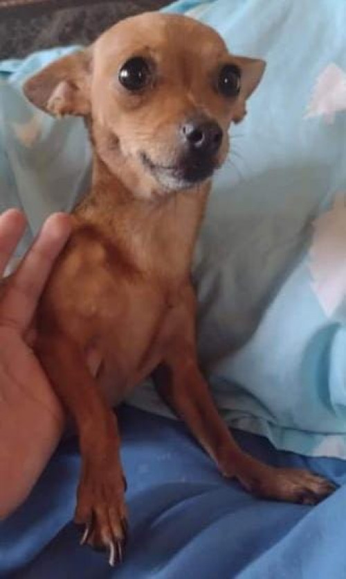 Lulú