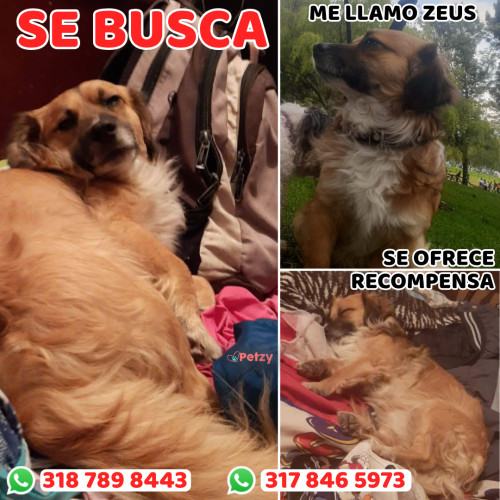 Foto de mascota Zeus