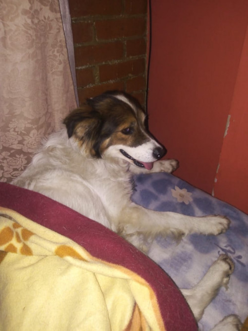 Milu