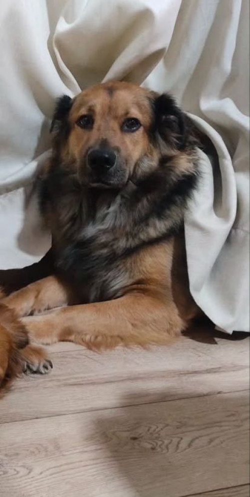 Apolo