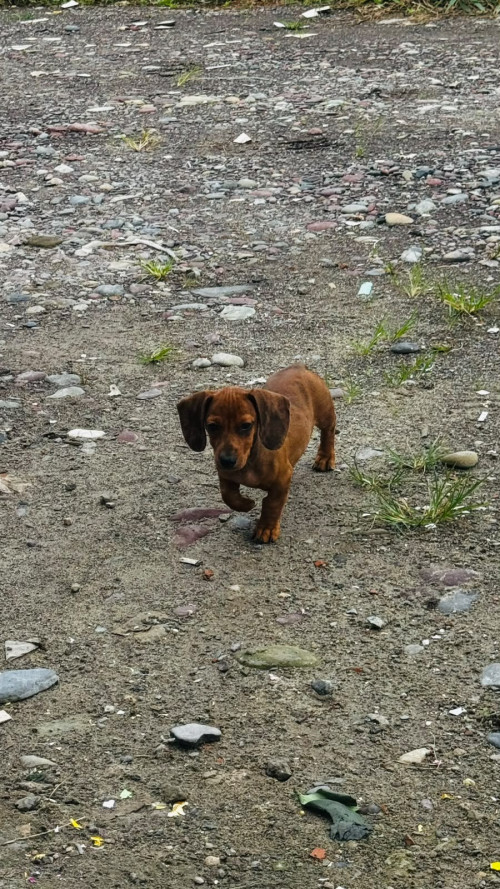Canelo