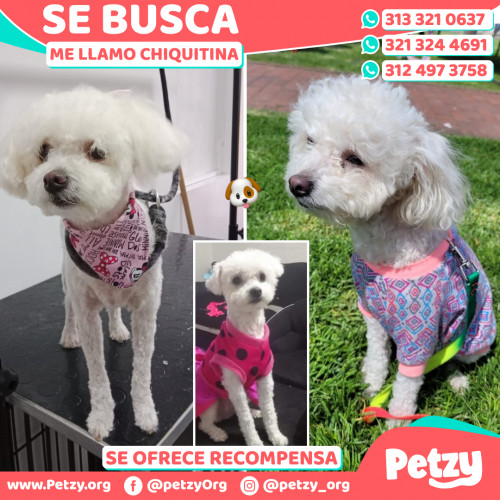 Foto de mascota Chiquitina