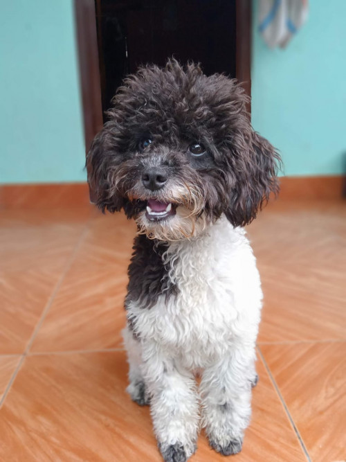 Noa