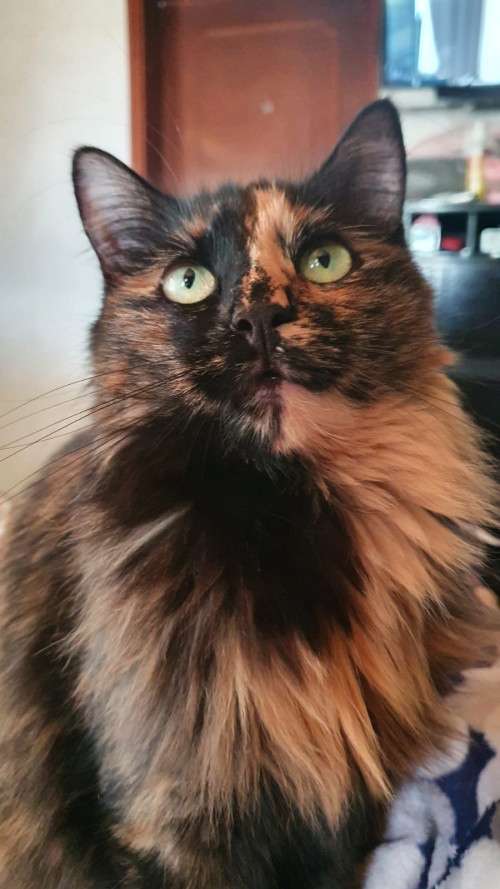 Mocca