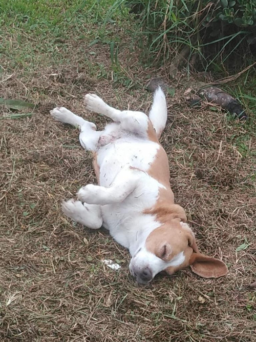 Bruno