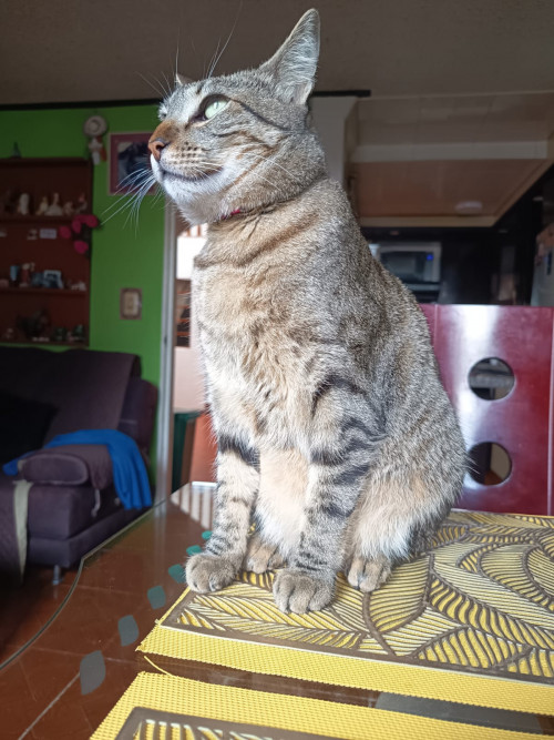 Estrella
