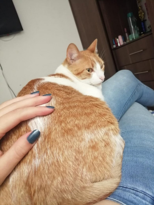 Alfonsina