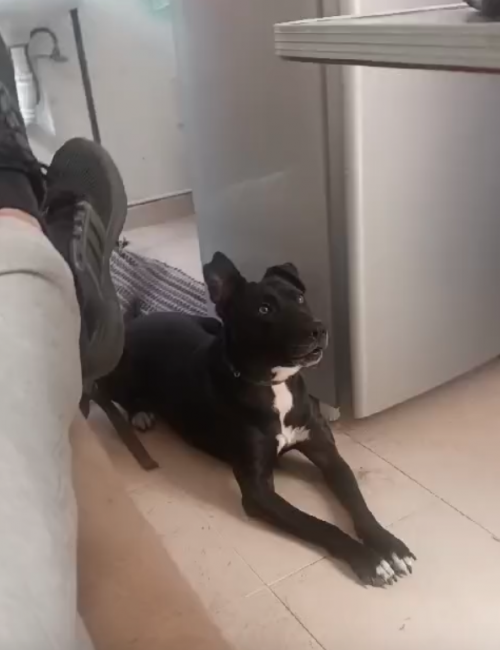 Negra