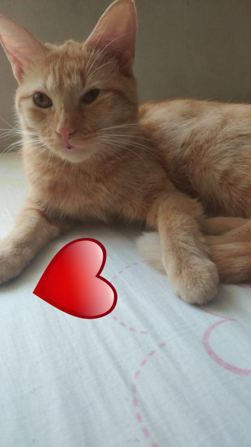 Miel