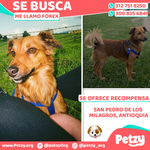 Foto de mascota Forex