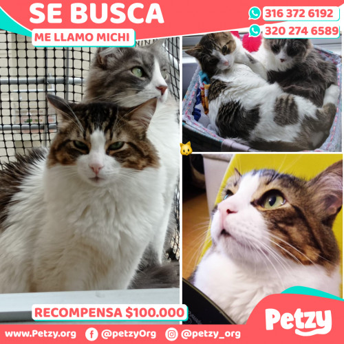 Foto de mascota Michi 