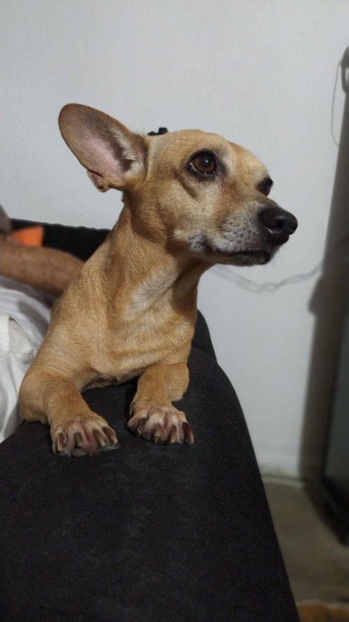 Niki