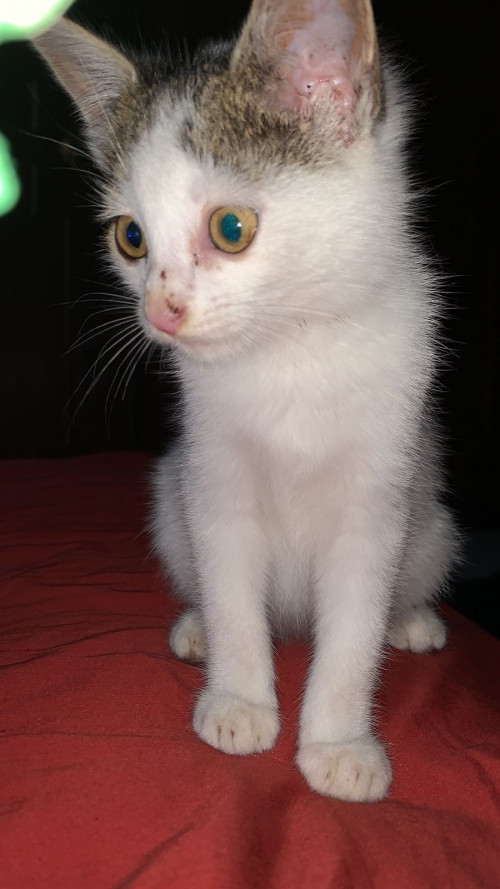 Coco