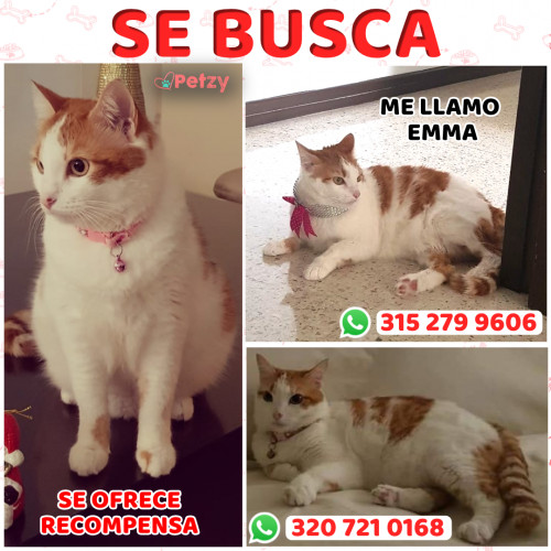 Foto de mascota Emma