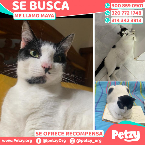 Foto de mascota Maya