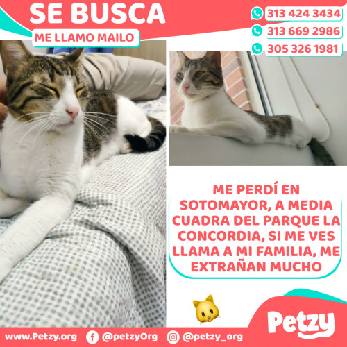 Foto de mascota Mailo 