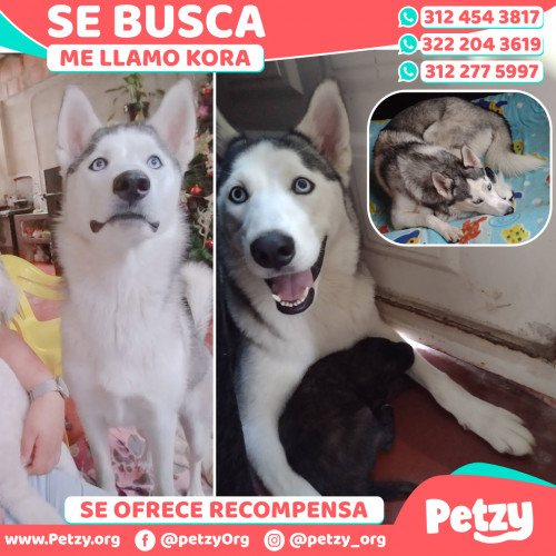 Foto de mascota Kora