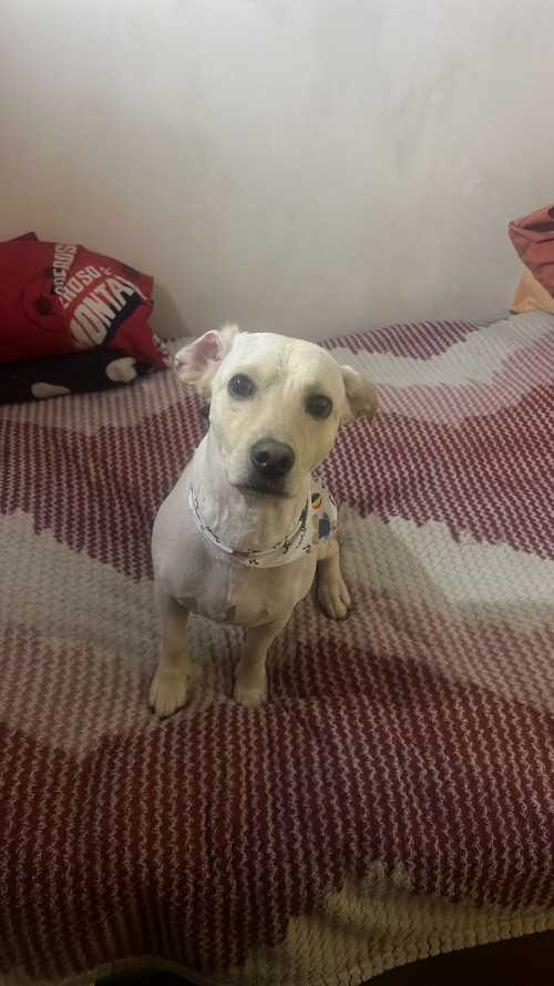 Toby