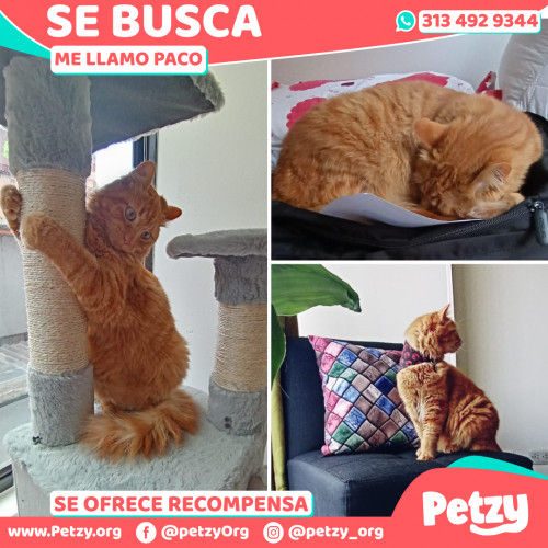 Foto de mascota Paco