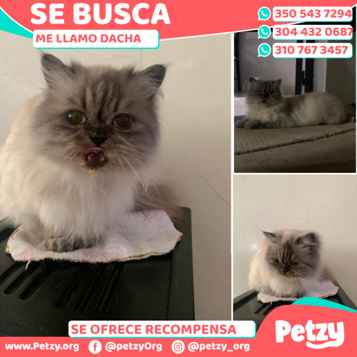 Foto de mascota Dacha