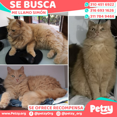Foto de mascota Simón 