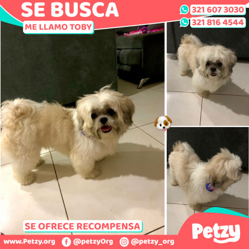 Foto de mascota Toby