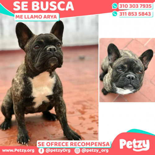 Foto de mascota Arya 