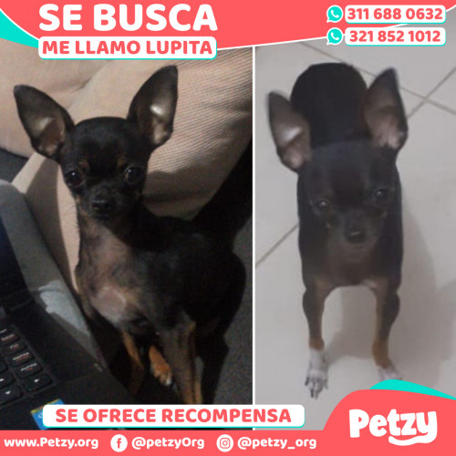 Foto de mascota Lupita