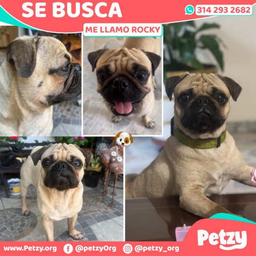 Foto de mascota Rocky