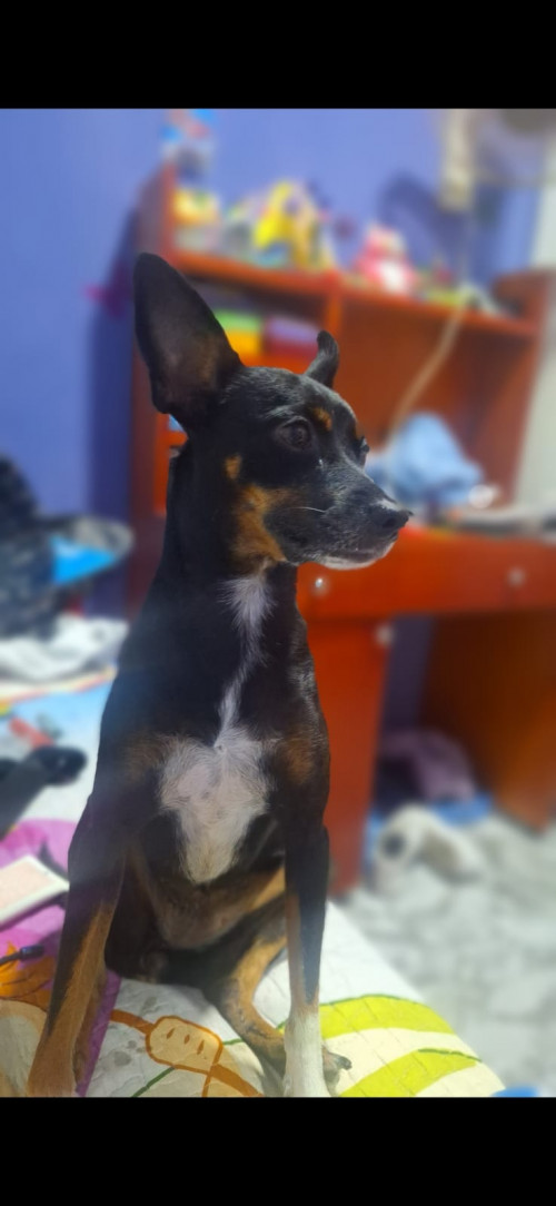 Chispa