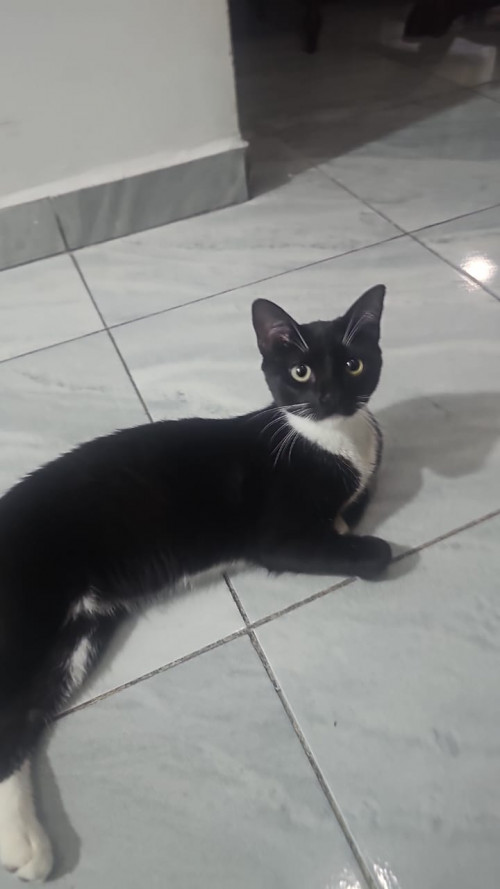 Mau