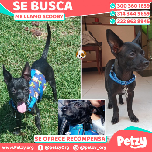 Foto de mascota Scooby