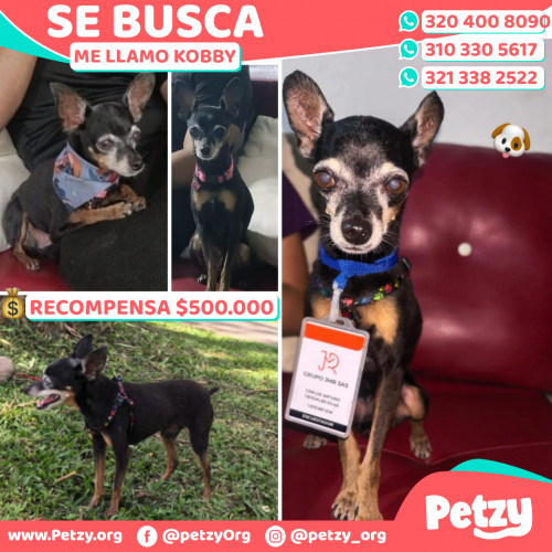 Foto de mascota Kobby