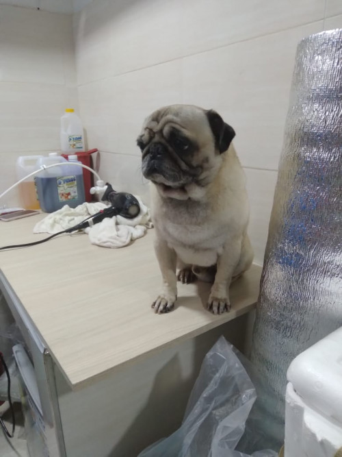 Hachi